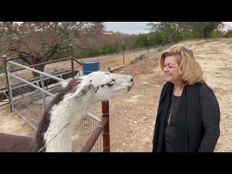 Funny Animals Attacking Moments In Zoo - Best on the Internet || PETASTIC 🐾