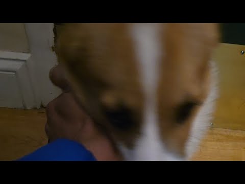 a very gimli halloween morning