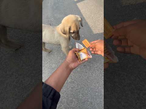 Dog 🐶 help #doghelp #minivlog #short #shortvideo