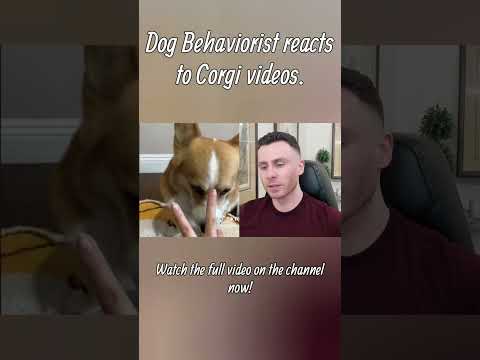 Dog Trainer reacts to Corgi dog videos part 2 #corgi #dogs #dogtraining