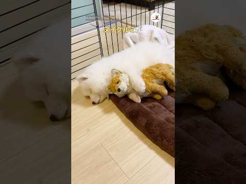 ヌイグルミのようなサモエドが…｜PECO #サモエド #子犬 #愛犬家 #子犬のいる暮らし #samoyed #puppy #puppylove #doglover #puppylife