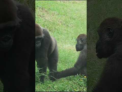 台北の動物園で出会うかわいいゴリラと母親の温かい交流 サムネイル