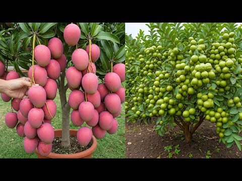 Grow Mango & Guava Trees from Cuttings – 100% Success Method!
