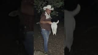 Se metió un cuatrero a la finca PRT final