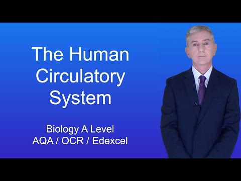 A Level Biology Revision “The Human Circulatory System”