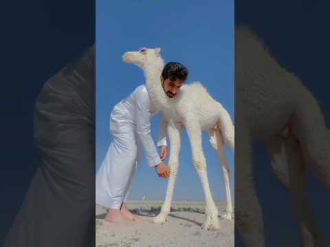 Dubai vs Pakistan: Sabse Mehenga Qurbani Janwar | Eid Ul Adha 2025 Ka Surprise!