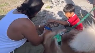 Tiger sumakay pa ng barko makasama lang ang bagong niyang pamilya