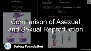 Comparison of Asexual and Sexual Reproduction