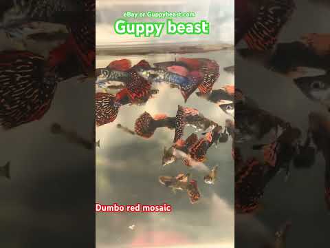 Redrum guppies dumbo . guppy fish for men  @guppyb 