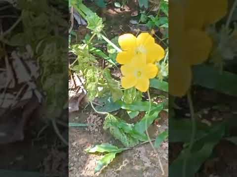 কেউ কারো মনে আঘাত দিবেন না | সৈয়দ মোকাররম বারী | #shorts #viral #shortvideo#motivation#wazstatus