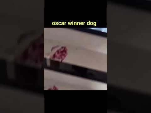 Oscar winning dog #shorts #ytshorts #recreatedvideos