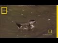 Challenges and Growth of Duck Hatchlings