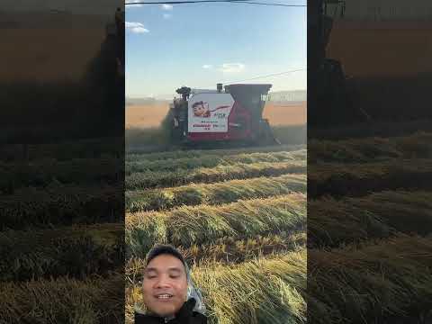 Máy Gặt Lúa Hiện Đại Của Trung Quốc #combineharvester