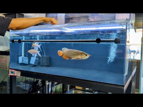 ブルー系の過背金龍インディゴブルーの紹介！発送から2ヶ月後の様子も！