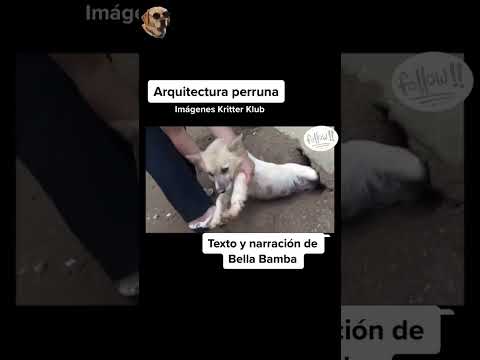 Arquitectura perruna #shorts #historiasdeanimales #perro #gato