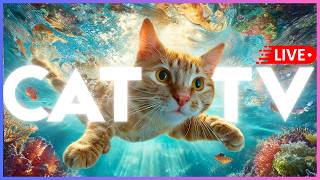 🔴 24/7 CAT TV + MUSIC for Bored, Lonely + Anxious Cats 🐠 🐱