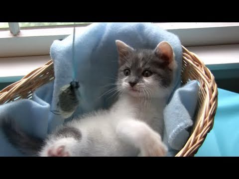 CUTE KITTEN VS TOY MOUSE ♥