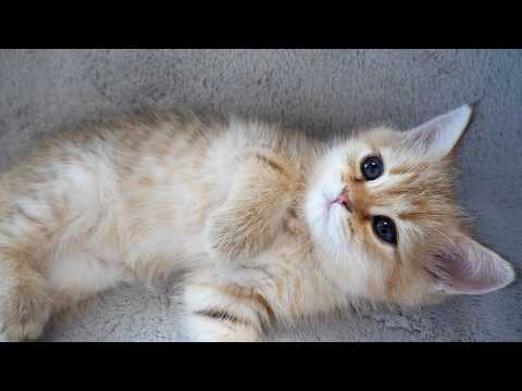 Cute kitten stares at its owner as if wanting to be cared for...