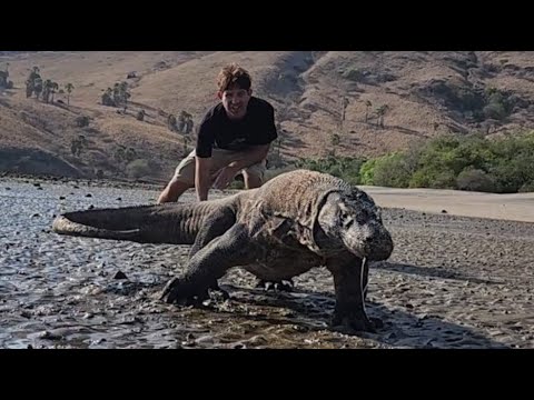 Face to Face with a Wild KOMODO DRAGON! (Komodo Islands)