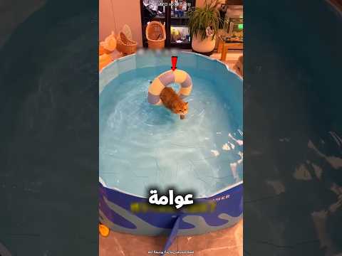القطة بتتعلم السباحة بالعوامة🙃😂؟