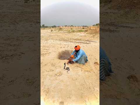 This snake charmer catches the snake by playing the flute | #shorts