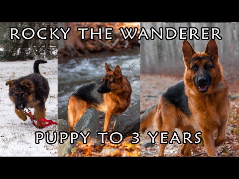 GERMAN SHEPHERD PUPPY GROWING UP - 8 WEEKS TO 3 YEARS