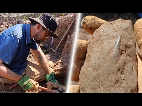 Fossil Hunting In Poland