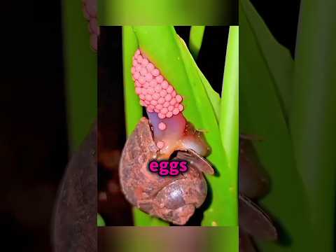 The Secret Behind the Pink Eggs #shorts #fact