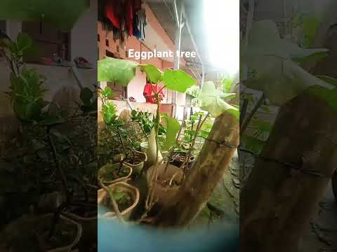 eggplant tree#shortvideo #tree #growth