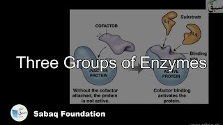 Three Groups of Enzymes