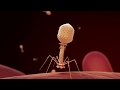 Phage Therapy and Antibiotic Resistance