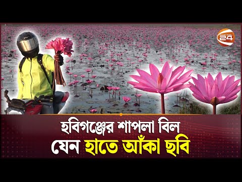 চা বাগানের মাঝে লাল শাপলার সাম্রাজ্য দেখতে দর্শনার্থীর ভীড় হবিগঞ্জে! | Habiganj | Water Lilies