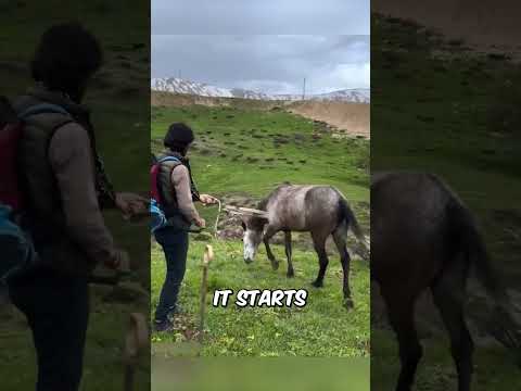 Man Sets His Horse FREE After 17 YEARS!