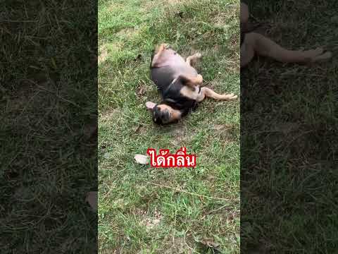 ได้กลิ่น #จิราวรรณ #สัตว์โลกน่ารัก #สัตว์เลี้ยง #doglife
