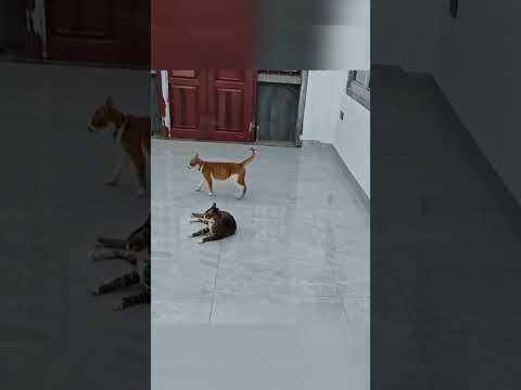tingkah lucu kucing #cat #funnycats #shorts #kucing