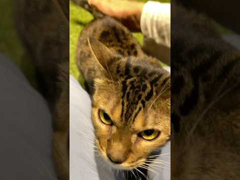 お尻を叩かれることに沼ってしまった猫【#京都ひょう猫の森 】