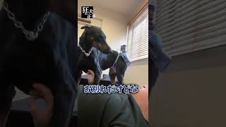 別れを惜しむドーベルマン #ドーベルマン #大型犬との暮らし