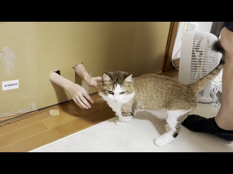 壁の向こうの猫は誰？クイズと親子の楽しい交流ガイド サムネイル