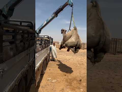 camel unloading 2022 | #shorts #camel2022 #akfunn #animals
