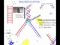 DNA Replication Concepts and Processes