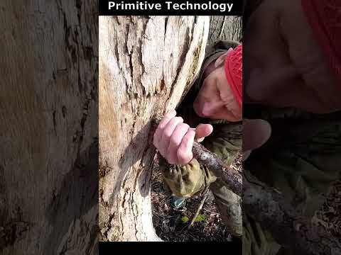 Primitive Survival Technology 🏝️💦🌳 Amazing Water Extraction #survival #bushcraft #camping #outdoors
