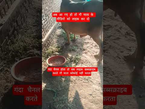 अब आ गए हो तो गौ माता के वीडियो को लाइक कर दो #13million #cow #motivation #100millon #gaumata