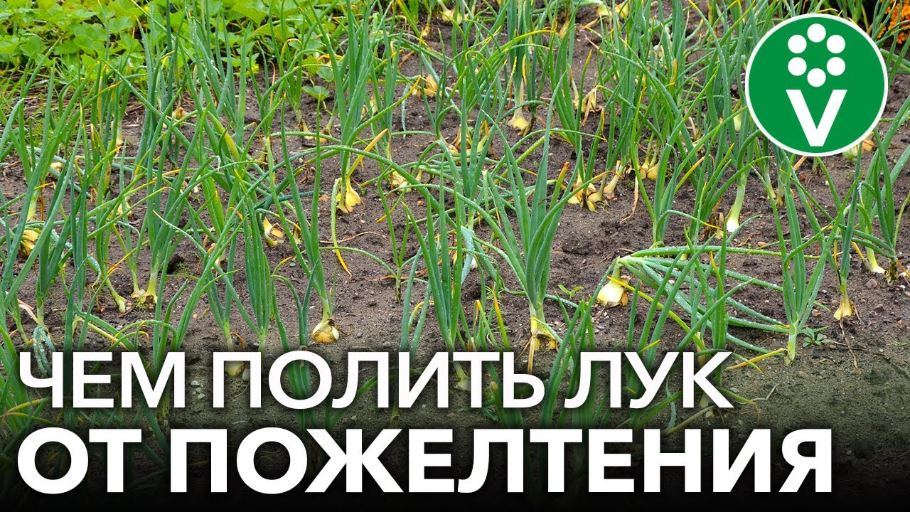 Желтеет перо лука? Исправьте все в момент!