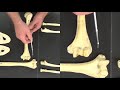 Upper Limb Anatomy and Articulations