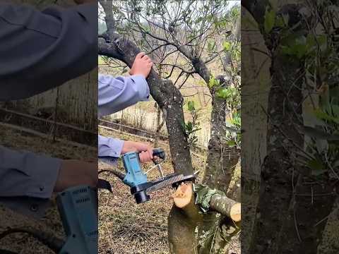 The process of cutting tree branches using automatic electric scissors #shorts