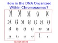 DNA Structure and Function Concepts