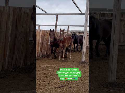 #horse #продажалошадей #арабскиелошади #лошади #лошадки #лошадь #automobile #equestrian #stallion