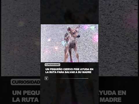 Un tierno ciervo busca ayuda para salvar a su mamá #shorts