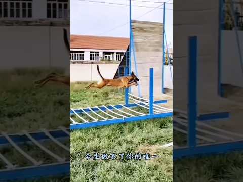 The Dog Save the Girl👍 || #dogsavedgirl #lovlyvideo #doglover #verynice #lovelydog
