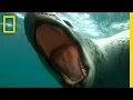 Leopard Seal Interaction and Diving